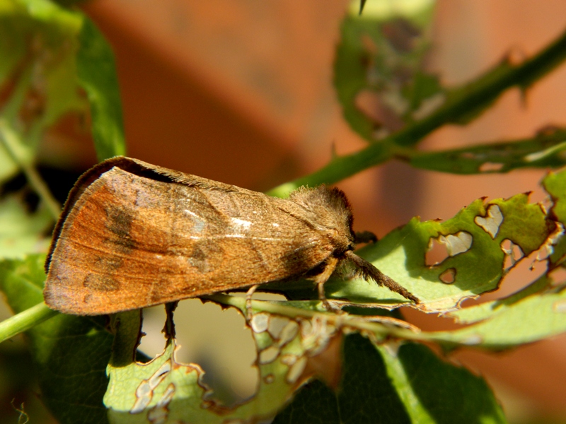 Larva di Clostera anastomosis - Notodontidae